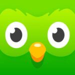 duolingo, custom application development